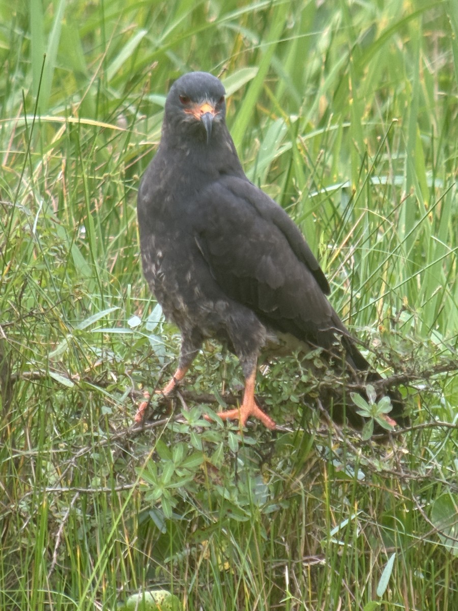 Snail Kite - ML637766379