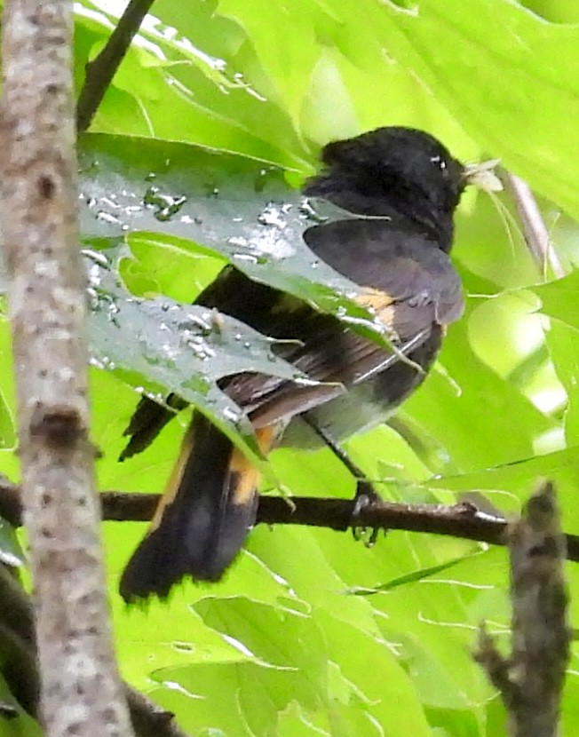 American Redstart - ML637766416