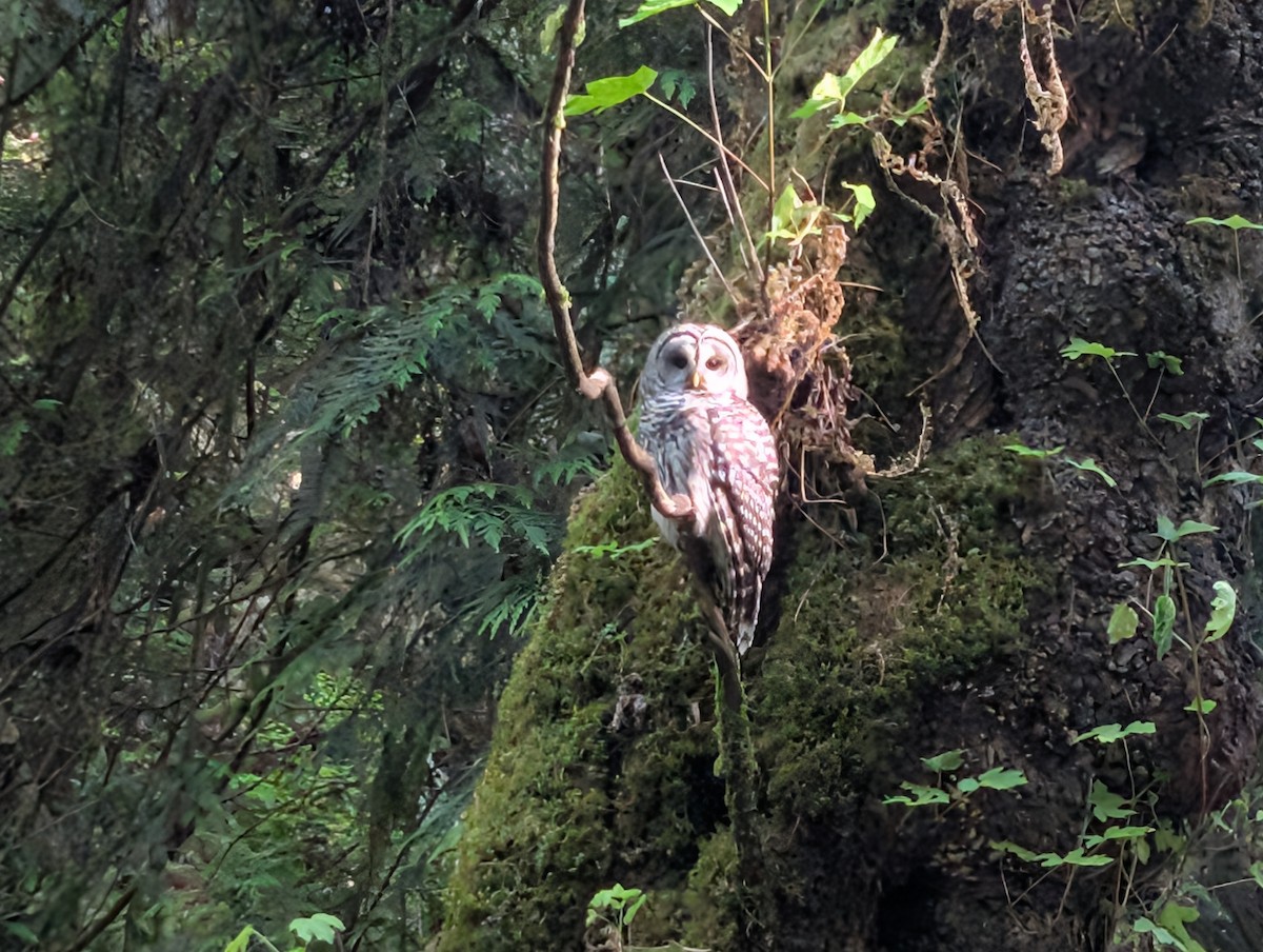 Barred Owl - ML637766445