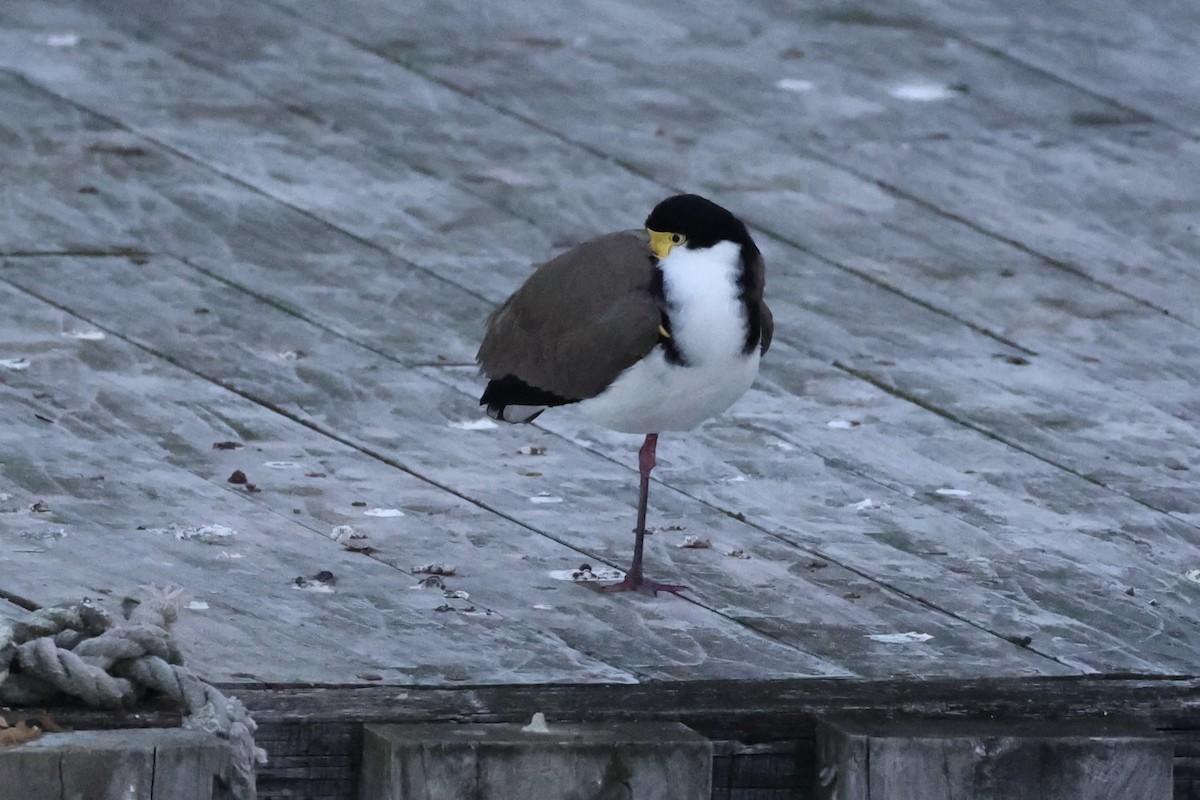 Masked Lapwing - ML637766451