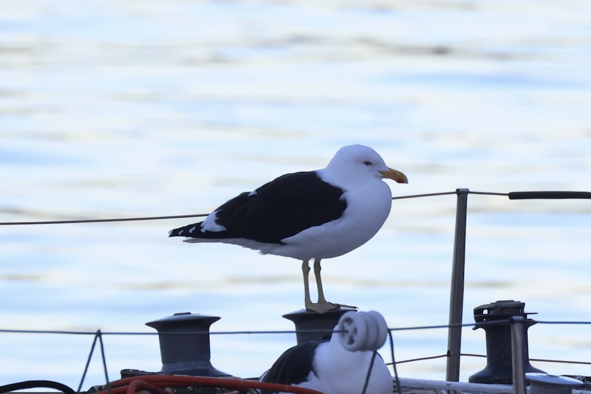 Kelp Gull - ML637766460