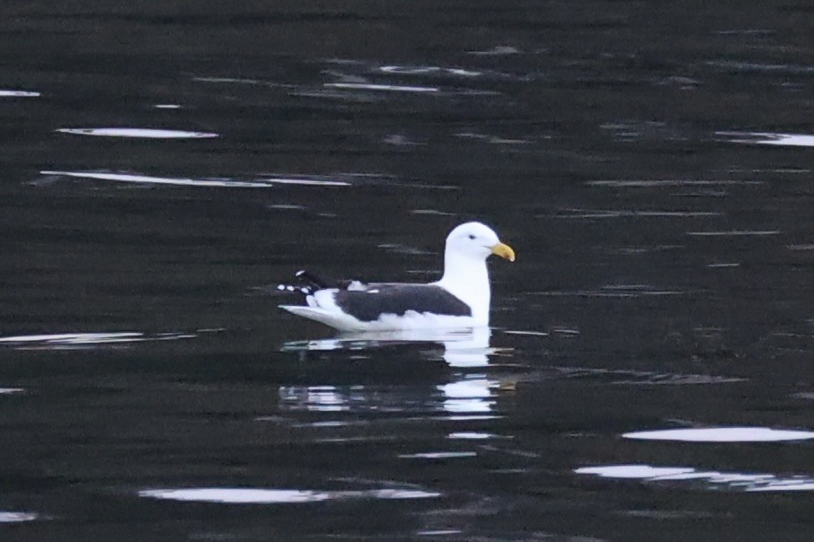 Kelp Gull - ML637766461