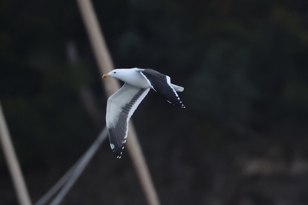 Kelp Gull - ML637766462