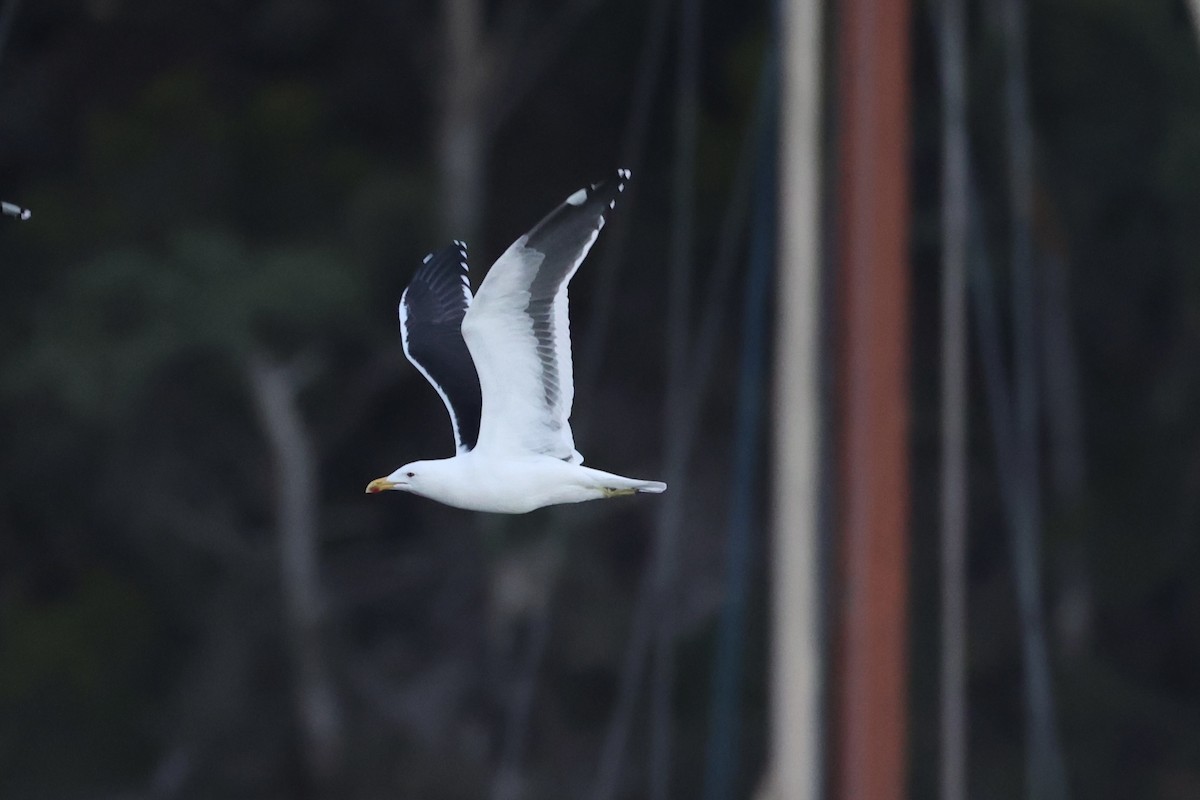 Kelp Gull - ML637766463