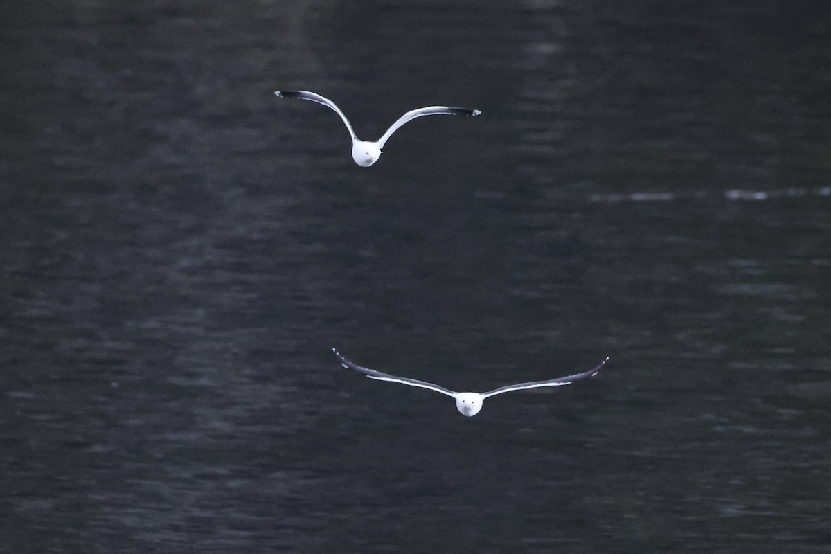 Kelp Gull - ML637766465