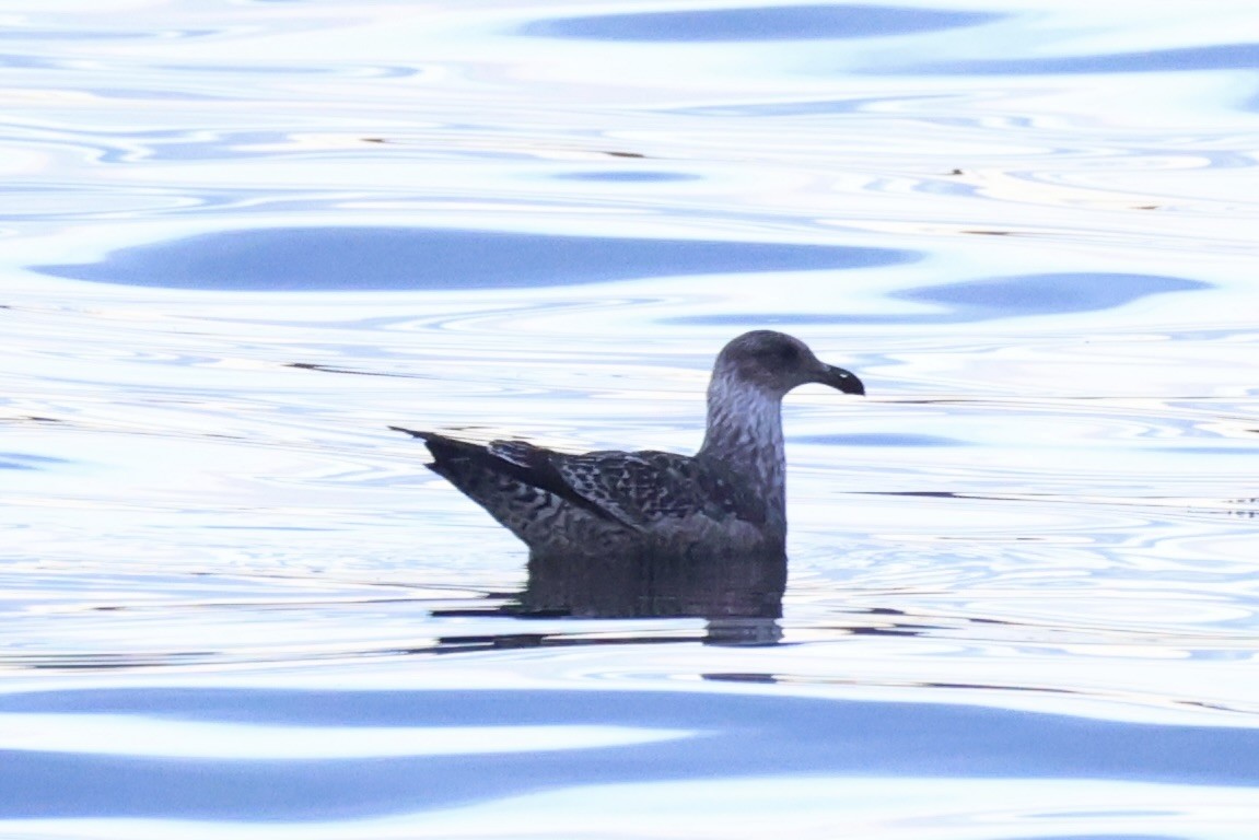 Kelp Gull - ML637766466