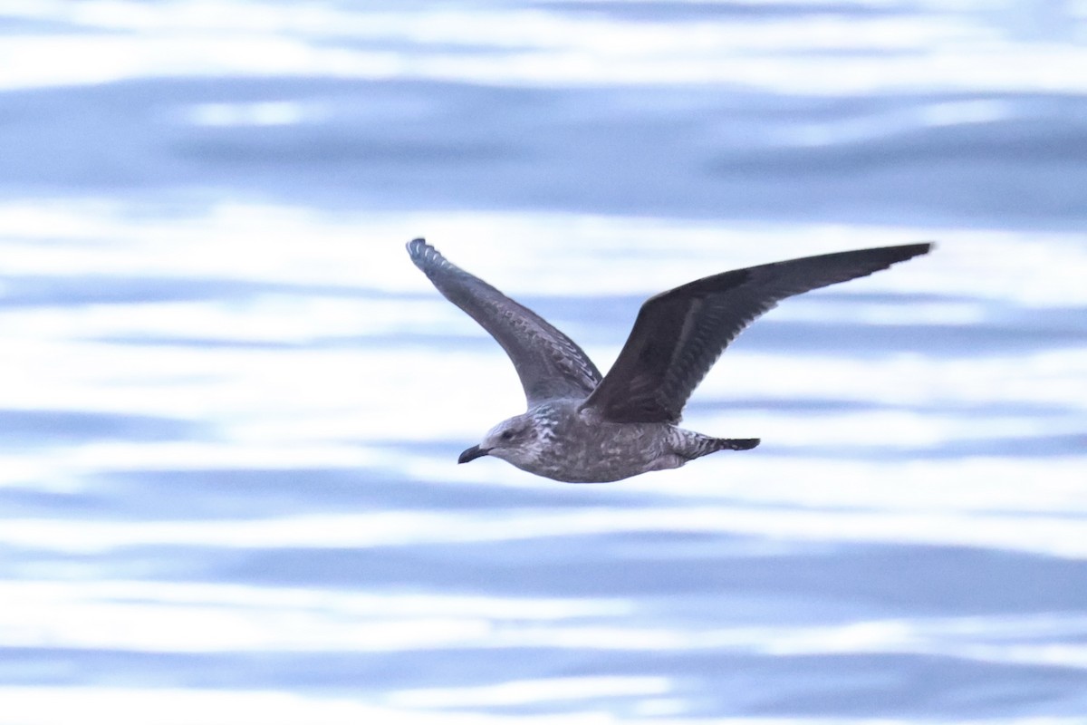 Kelp Gull - ML637766467