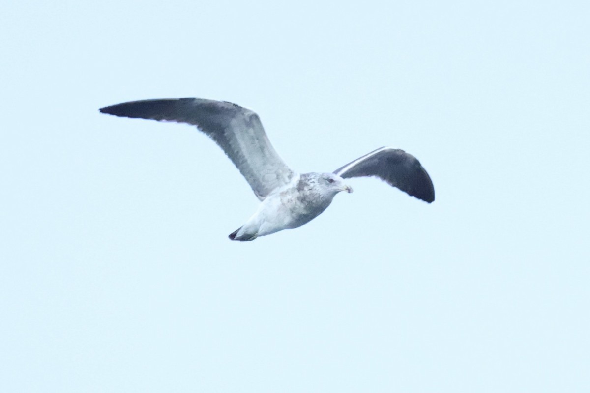 Kelp Gull - ML637766468