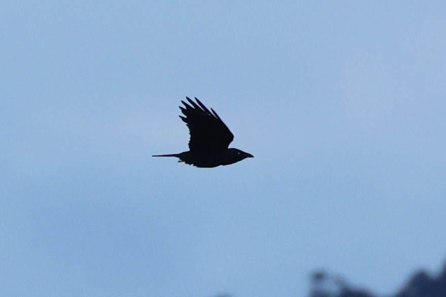 Forest Raven - ML637766480