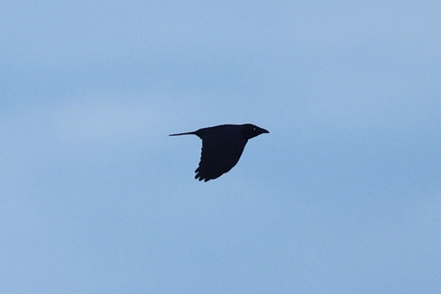 Forest Raven - ML637766481