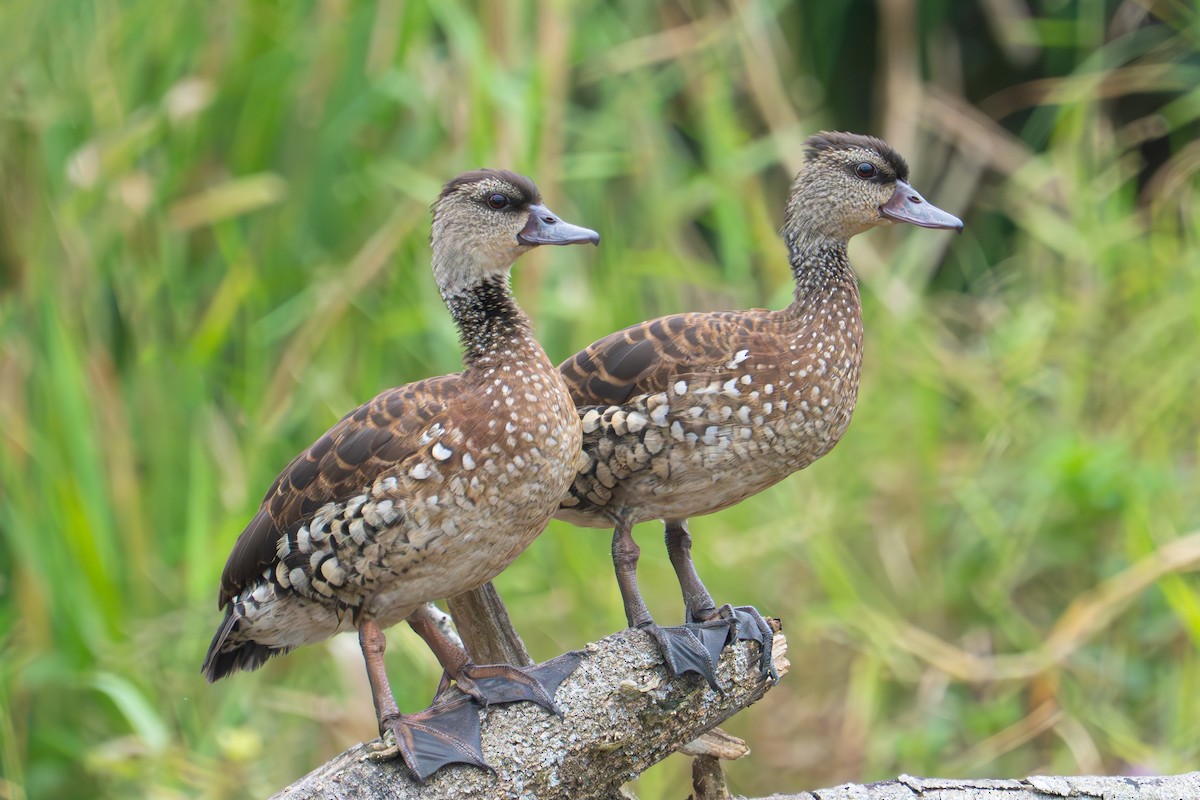 Spotted Whistling-Duck - ML637766492