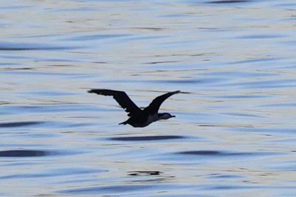 Little Pied Cormorant - ML637766493