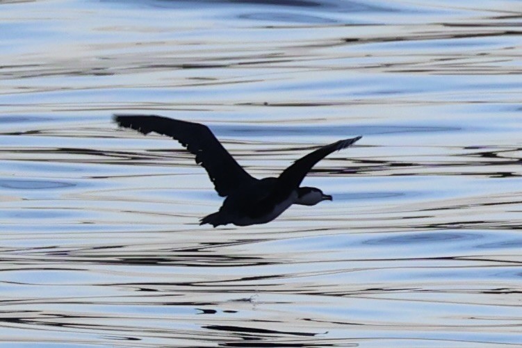 Little Pied Cormorant - ML637766494