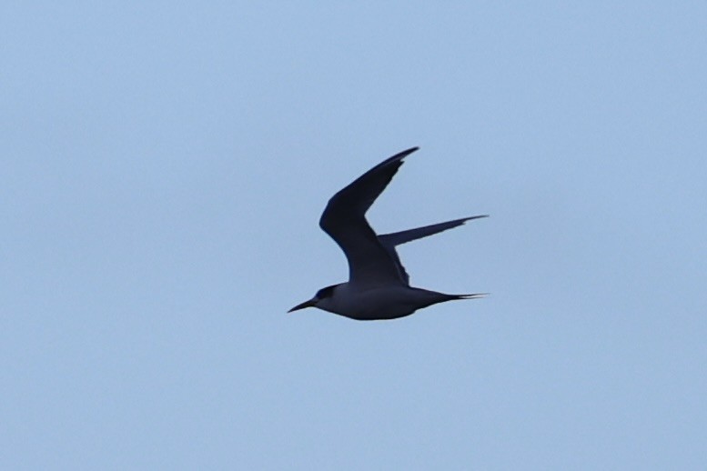 Great Crested Tern - ML637766501