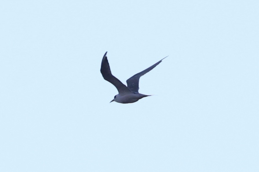 Great Crested Tern - ML637766502