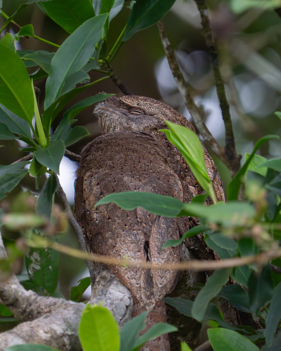 Papuan Frogmouth - ML637766509