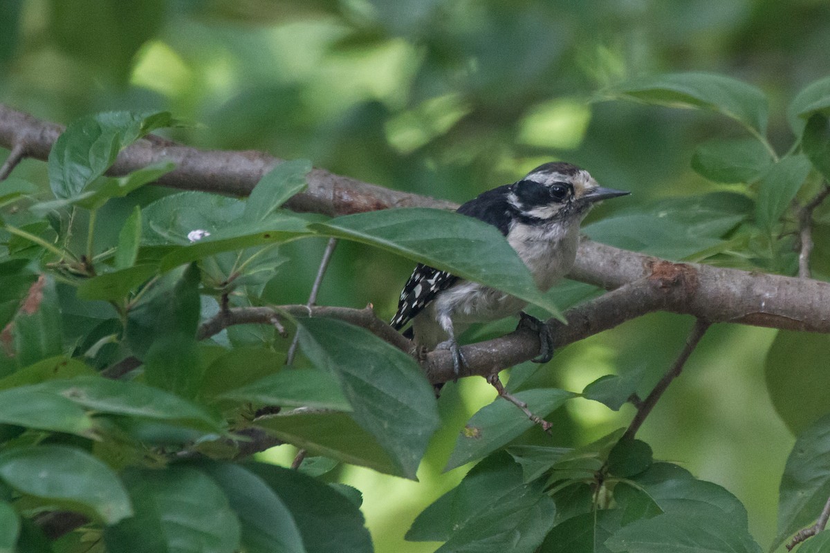 Downy Woodpecker - ML637766518
