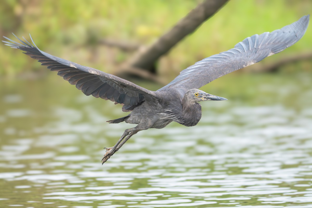 Great-billed Heron - ML637766528