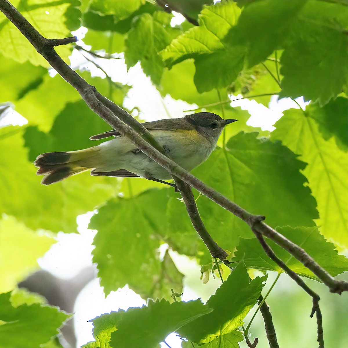 American Redstart - ML637766531