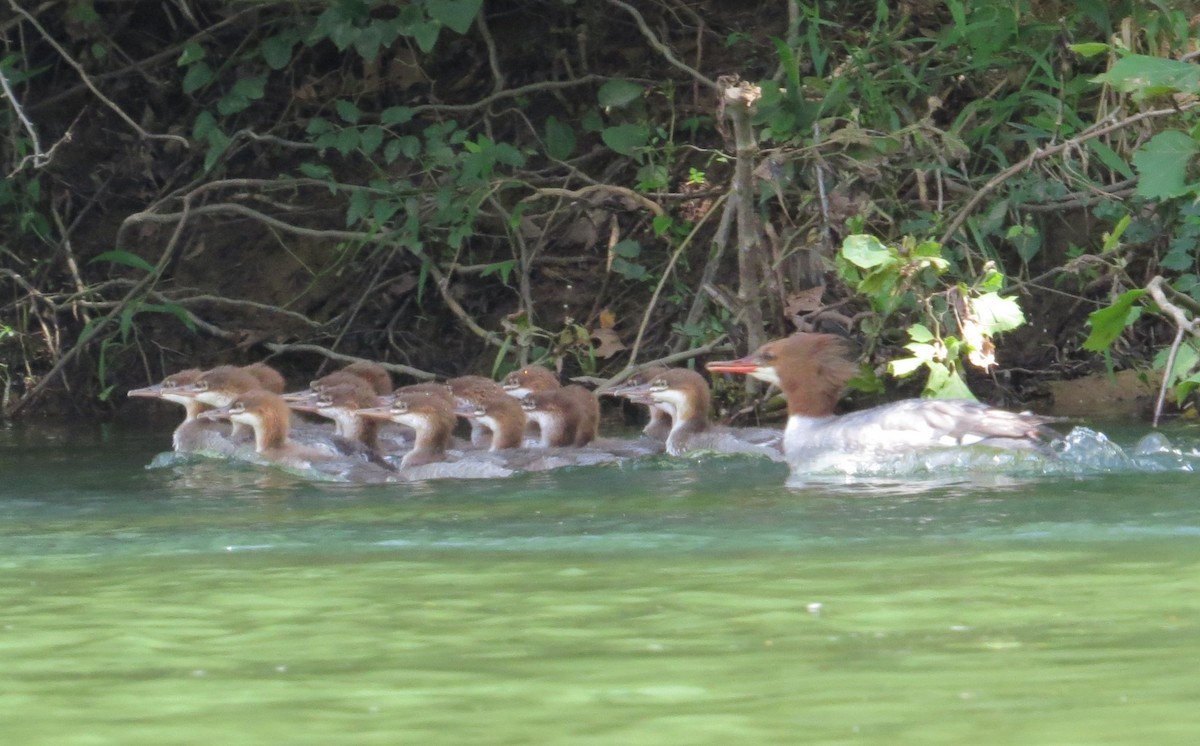 Common Merganser - ML637766589