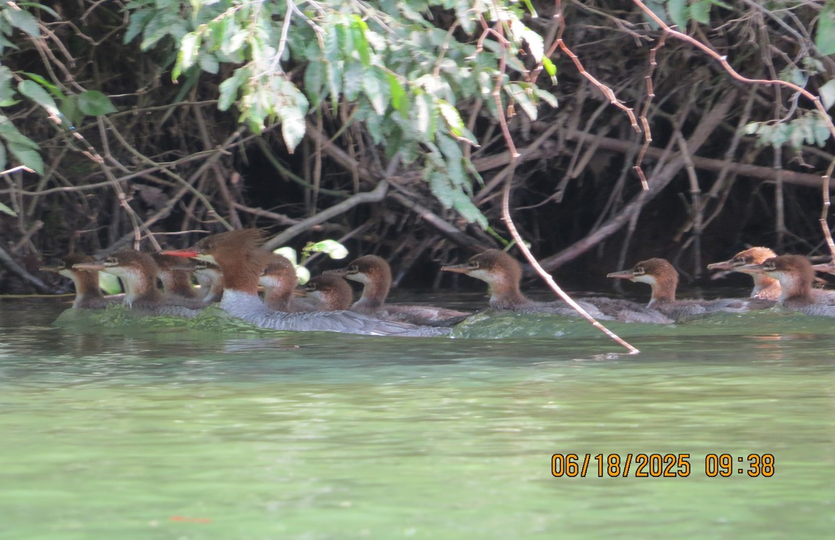 Common Merganser - ML637766632