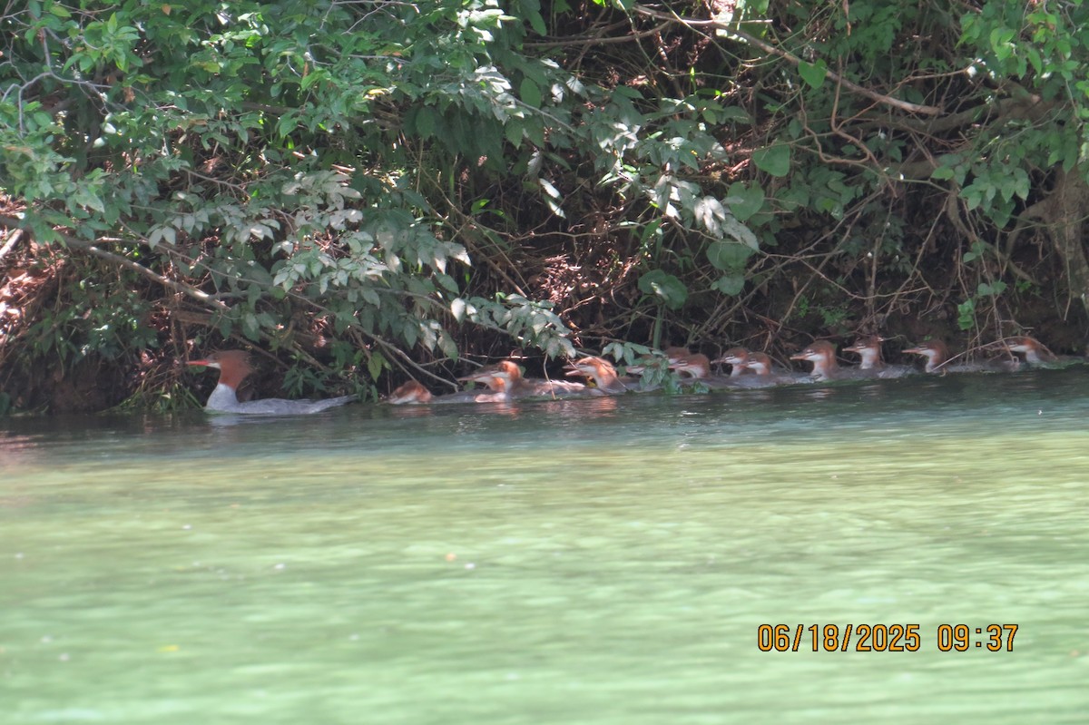 Common Merganser - ML637766651