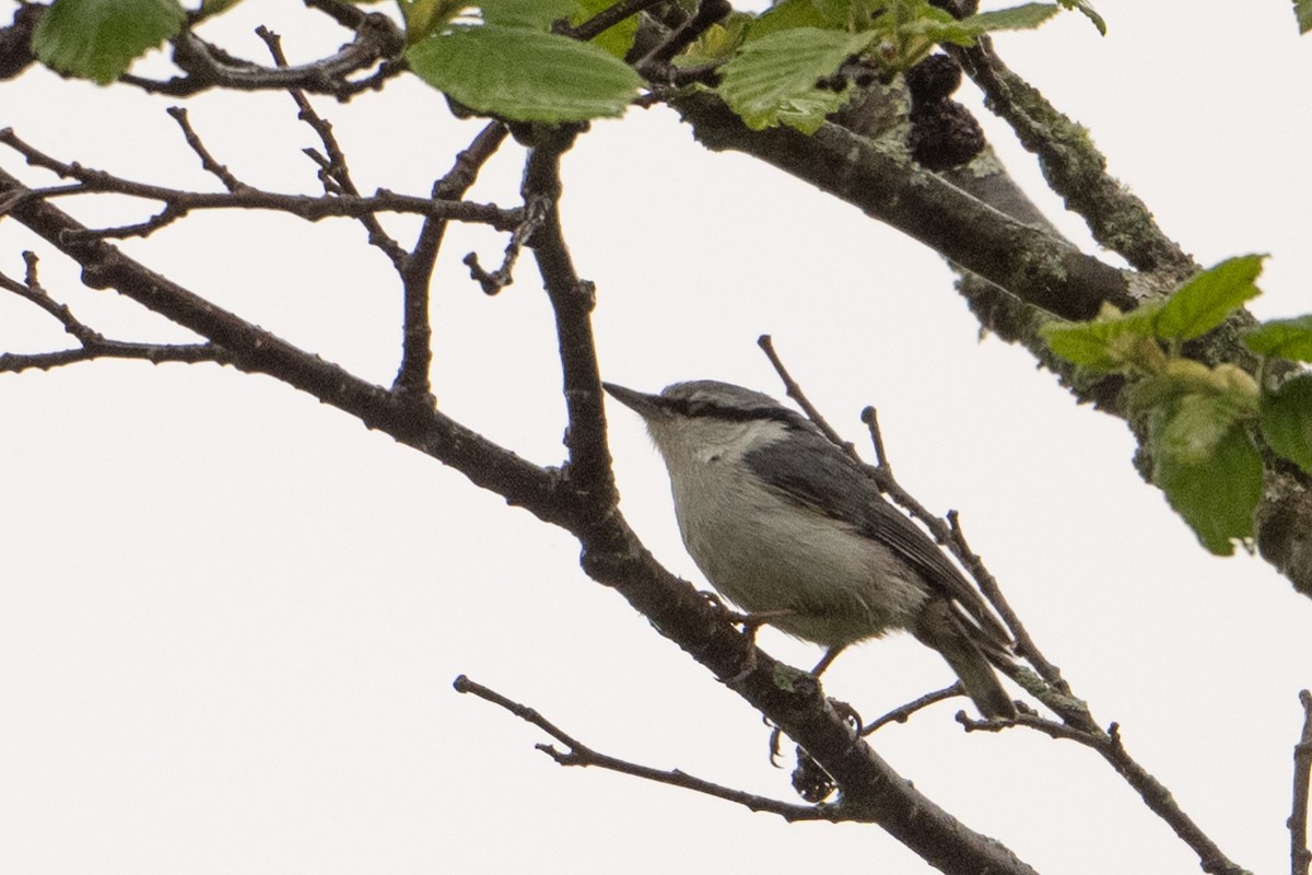 Eurasian Nuthatch (White-bellied) - ML637766750