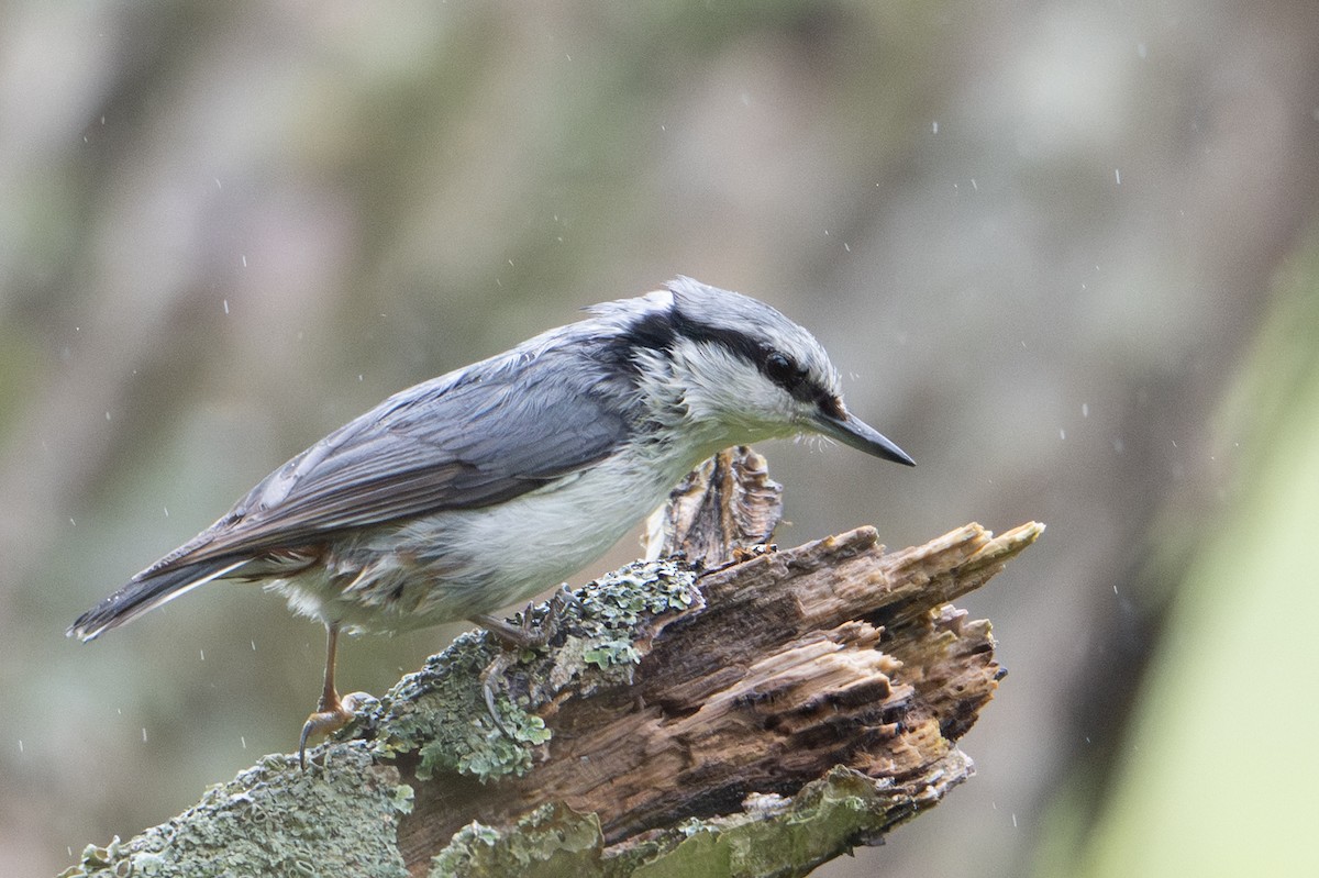 Eurasian Nuthatch (White-bellied) - ML637766767