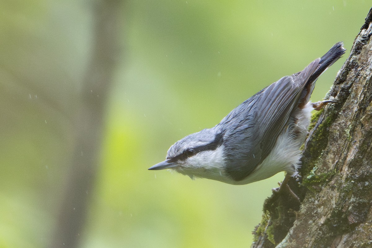 Eurasian Nuthatch (White-bellied) - ML637766769