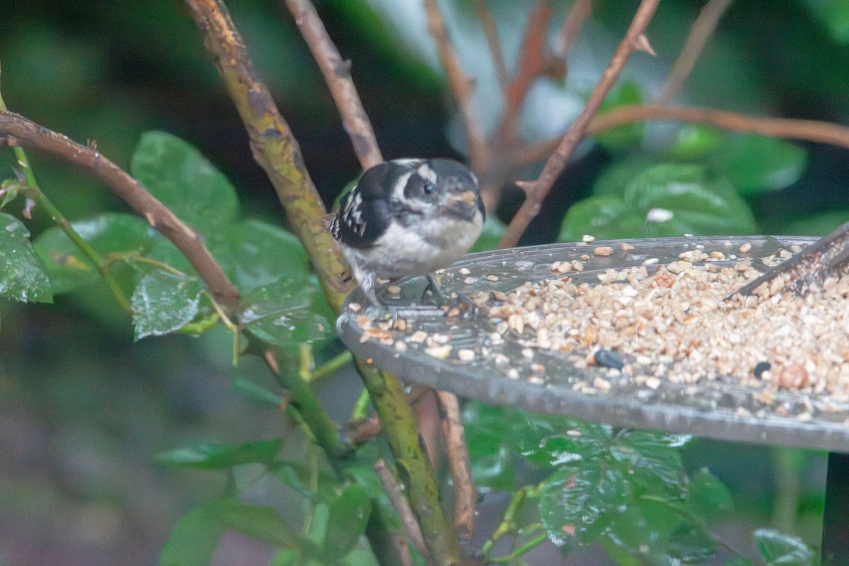 Downy Woodpecker - ML637766783