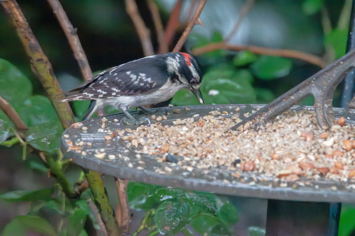 Downy Woodpecker - ML637766797