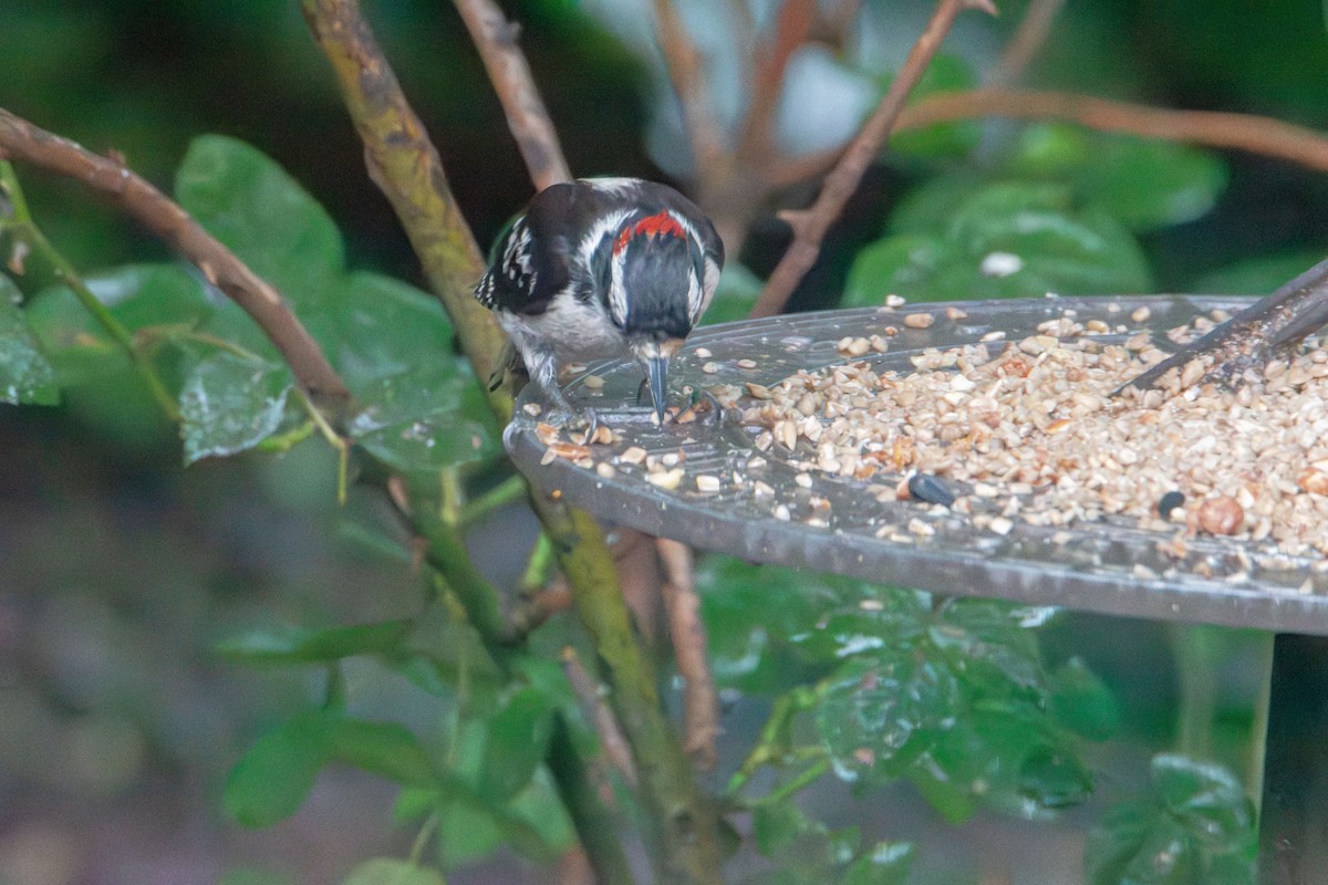 Downy Woodpecker - ML637766824