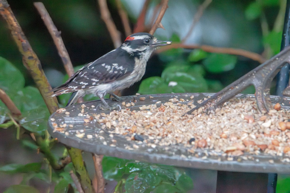 Downy Woodpecker - ML637766830