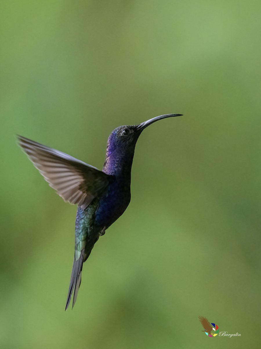 Violet Sabrewing - ML637766841