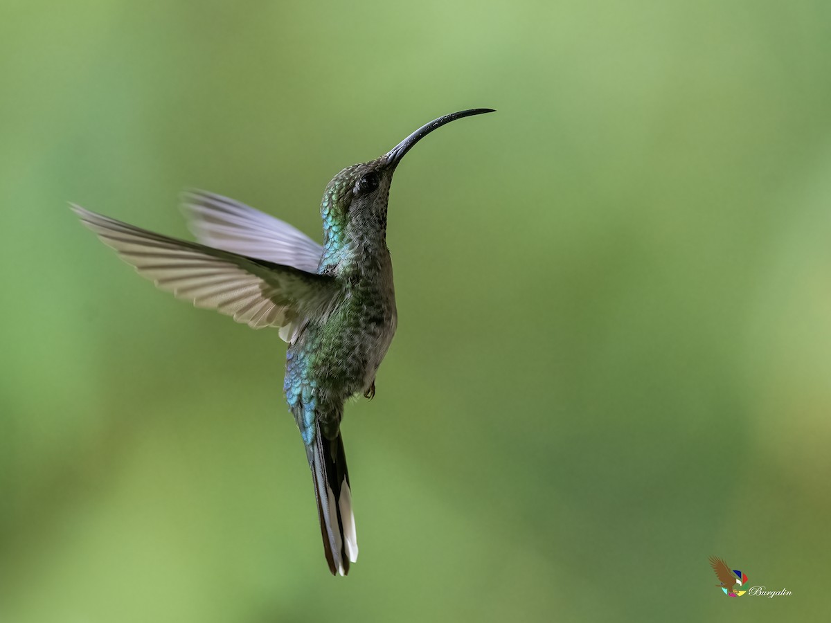 Violet Sabrewing - ML637766842