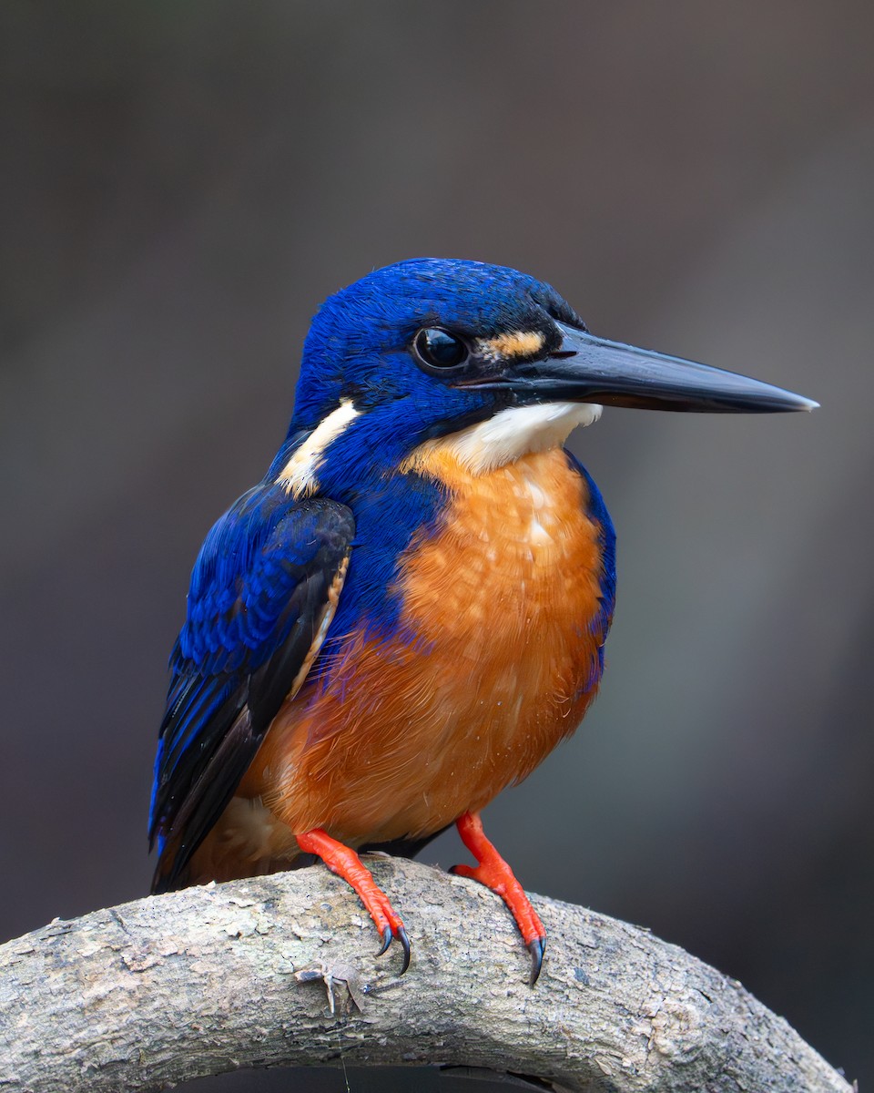 Azure Kingfisher - ML637766845