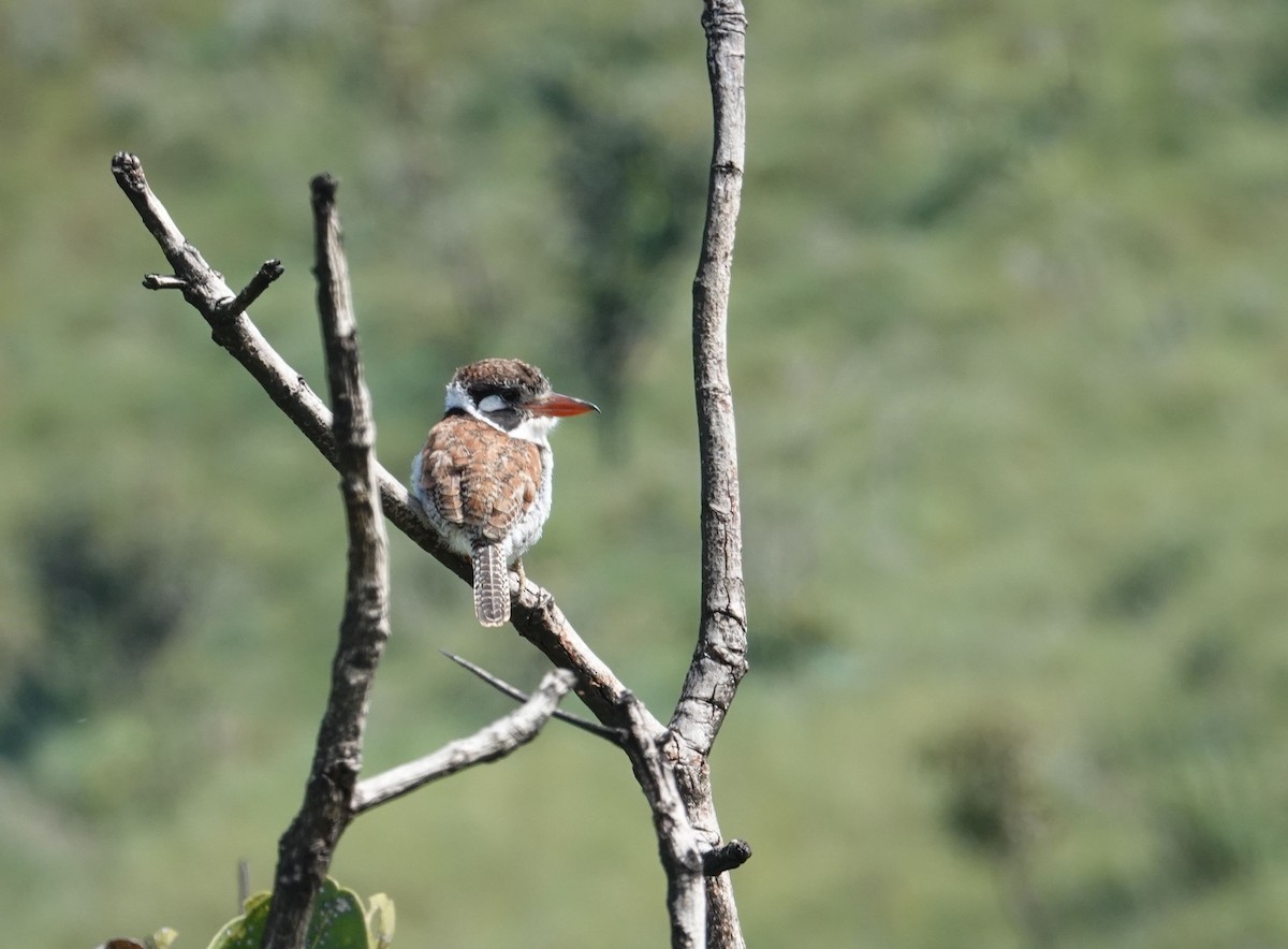 White-eared Puffbird - ML637766961
