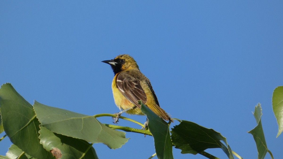Orchard Oriole - ML637766965
