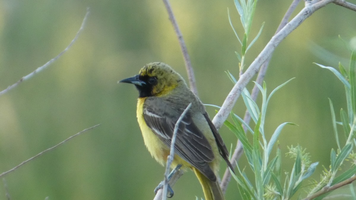 Orchard Oriole - ML637766966