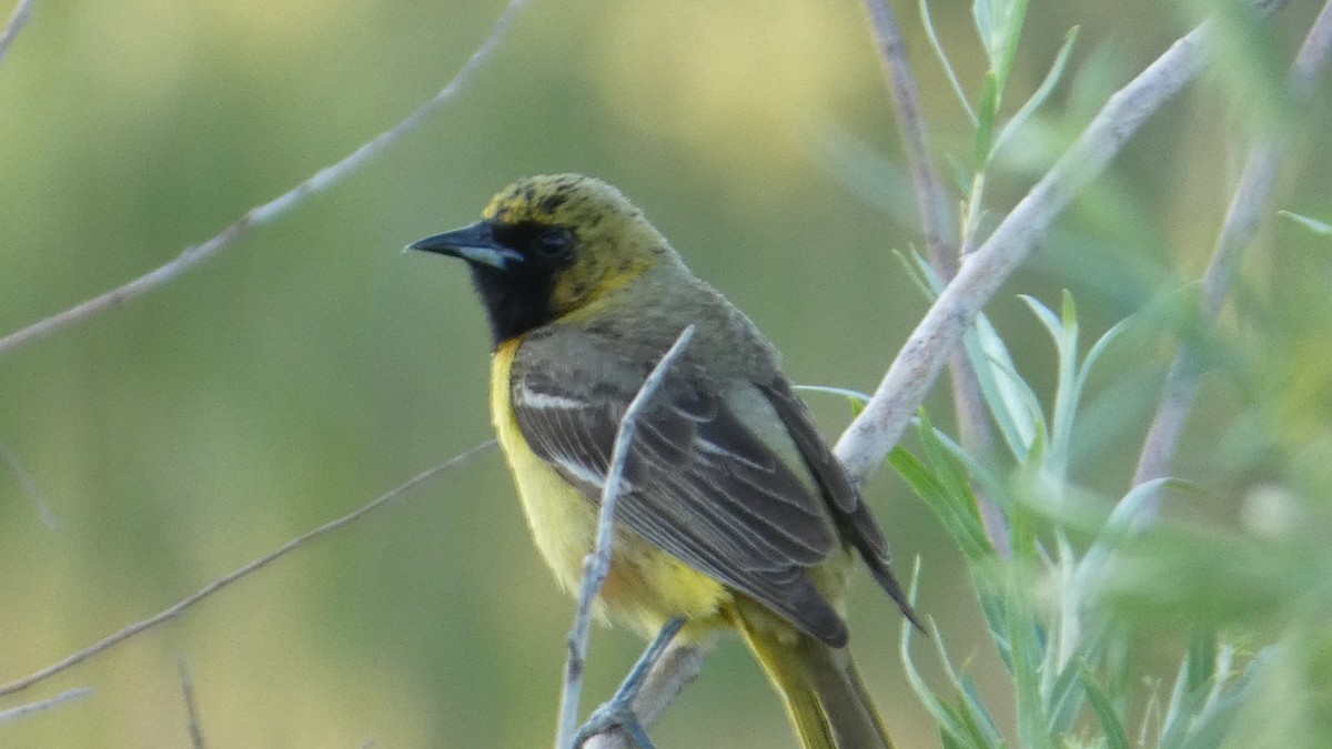Orchard Oriole - ML637766967