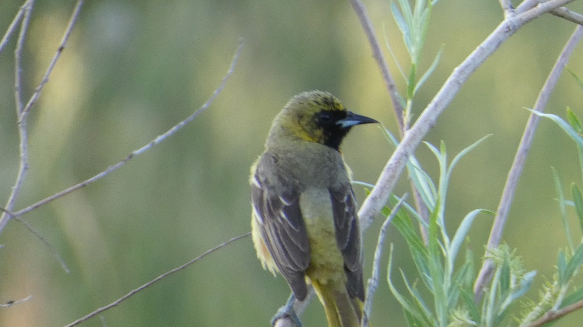 Orchard Oriole - ML637766968