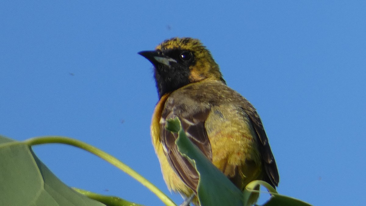 Orchard Oriole - ML637766969