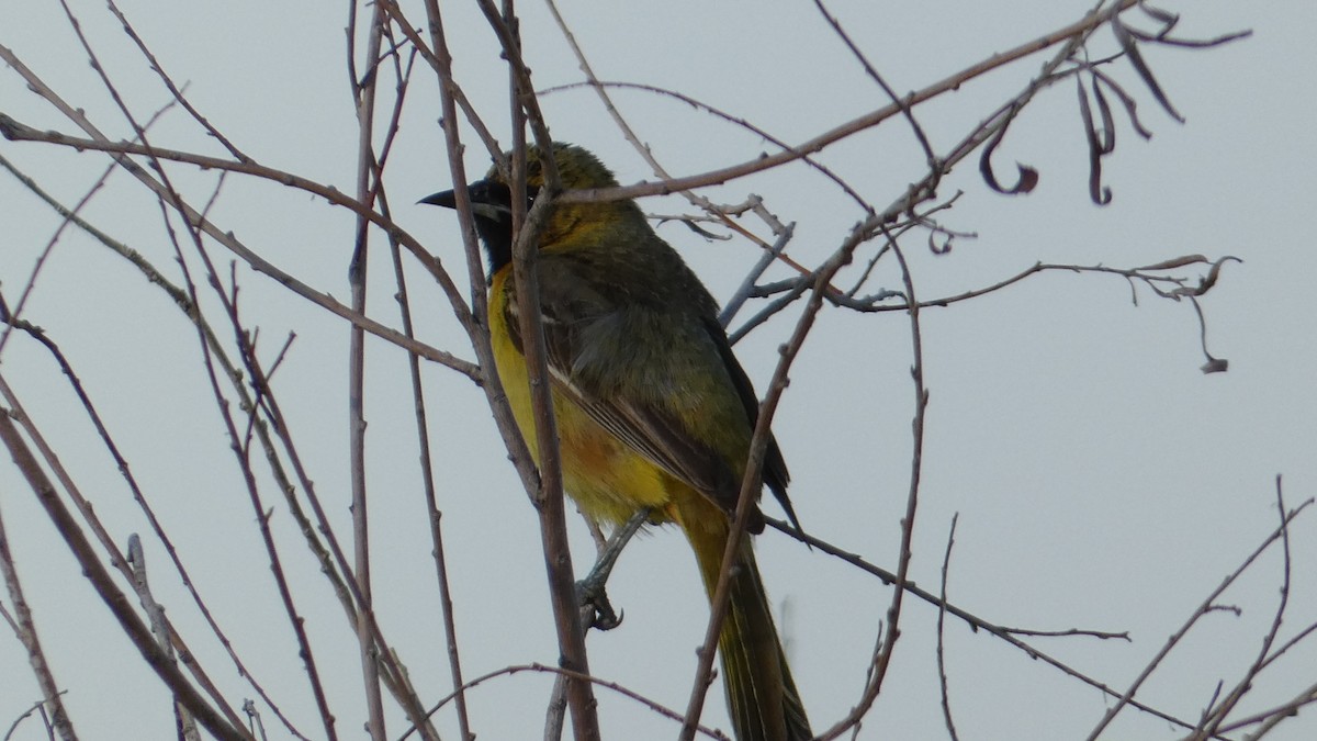 Orchard Oriole - ML637766970