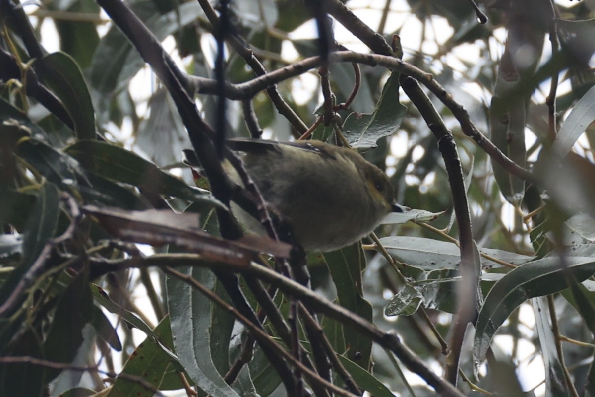 Forty-spotted Pardalote - ML637766990