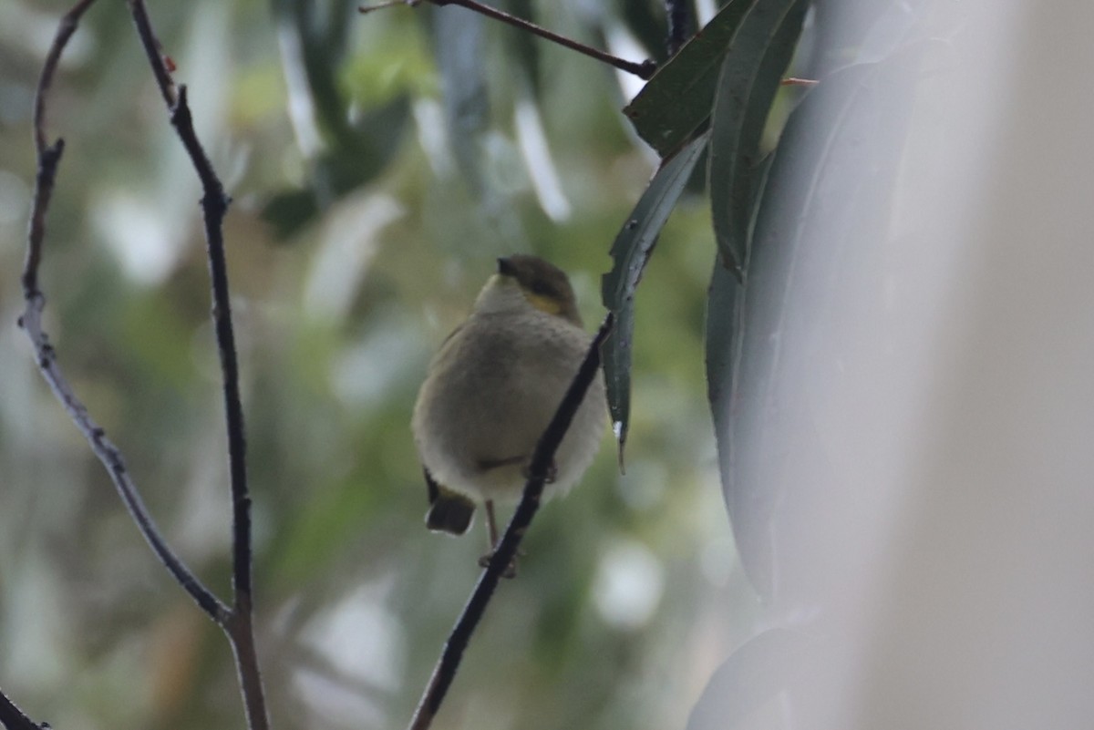 Forty-spotted Pardalote - ML637766992