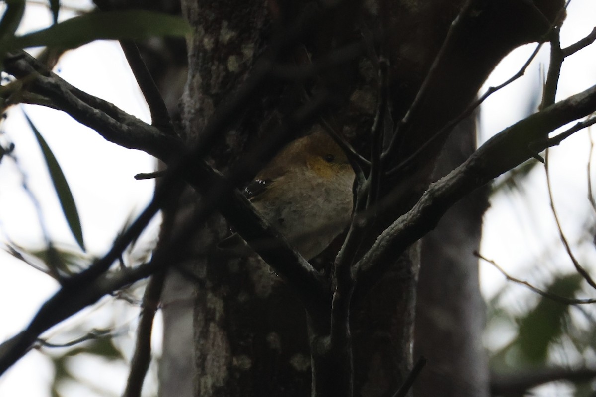Forty-spotted Pardalote - ML637766993