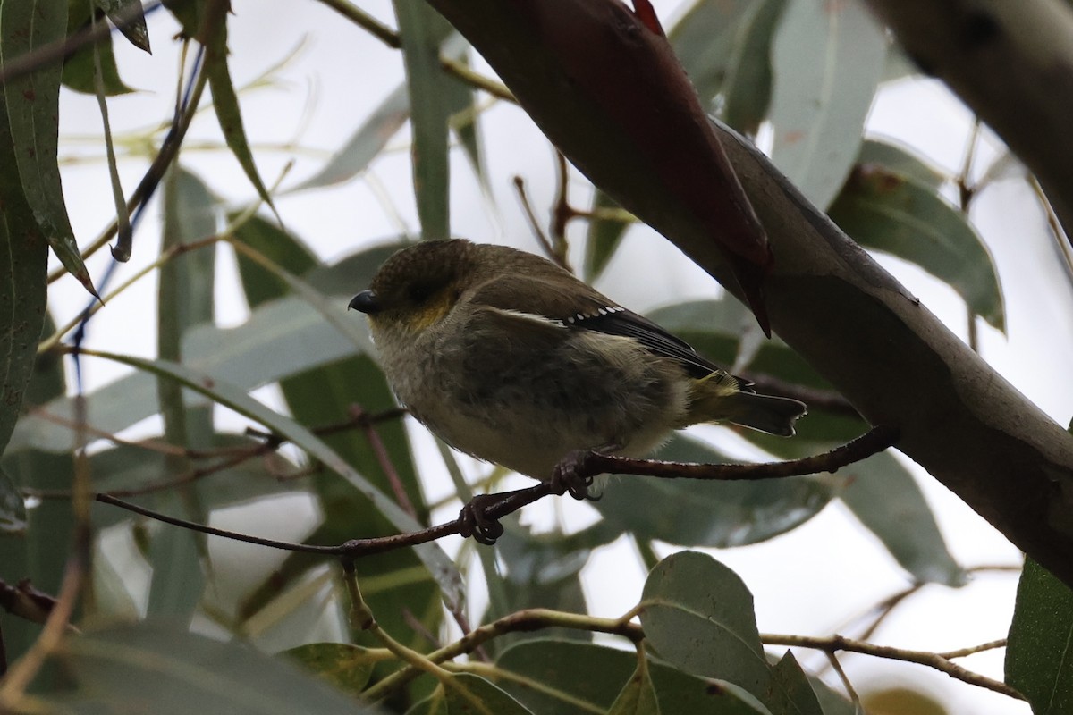 Forty-spotted Pardalote - ML637766994