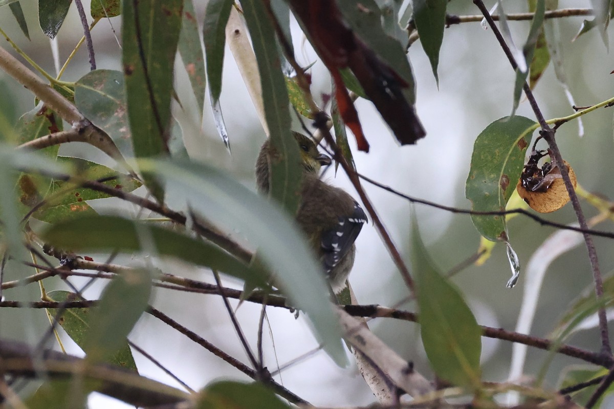 Forty-spotted Pardalote - ML637766995