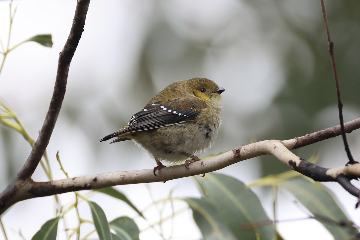 Forty-spotted Pardalote - ML637766996