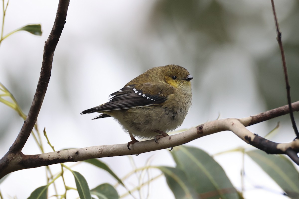 Forty-spotted Pardalote - ML637766997